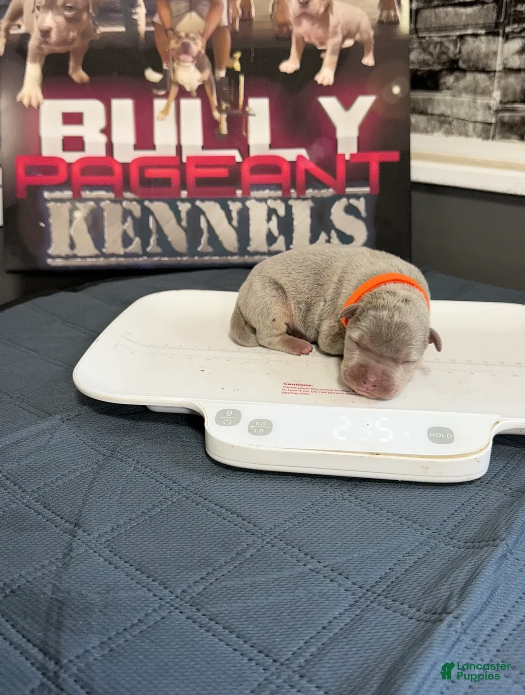 American Bully dogs for sale: Bron - Ad 2