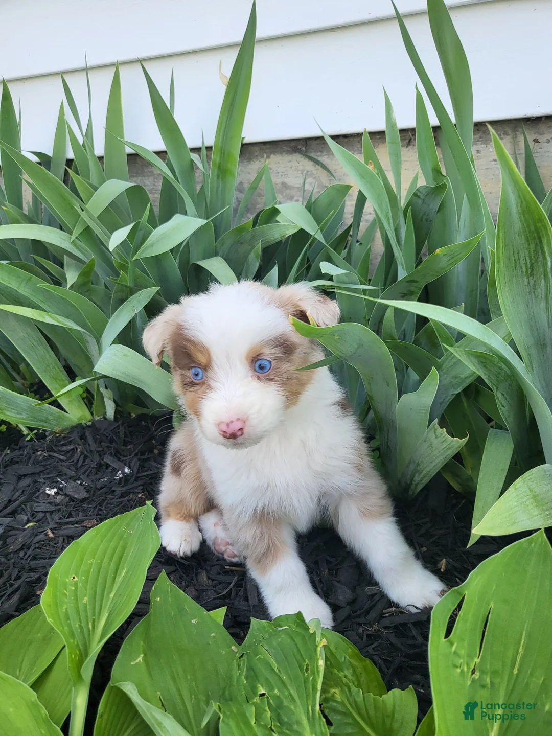 Australian Shepherd dogs for sale: Australian Shepherd Puppy 2 - Ad 1