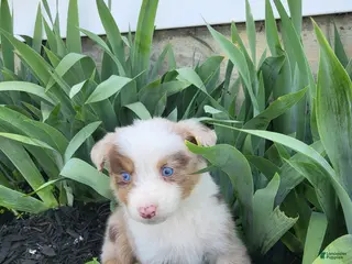Australian Shepherd dogs Australian Shepherd Puppy 2 - Ad 37