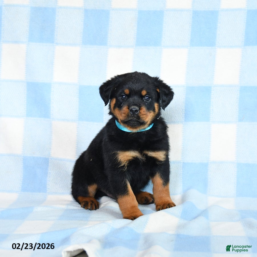 Rottweiler dogs Winston - Ad 1
