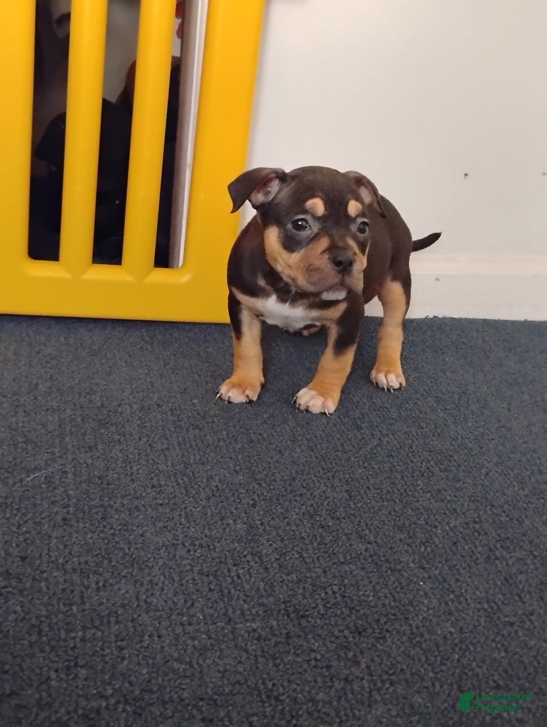 American Bully dogs for sale: Dutches - Ad 3