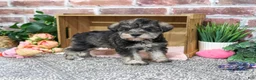Miniature Schnauzer dogs for sale: Denise - Ad 3