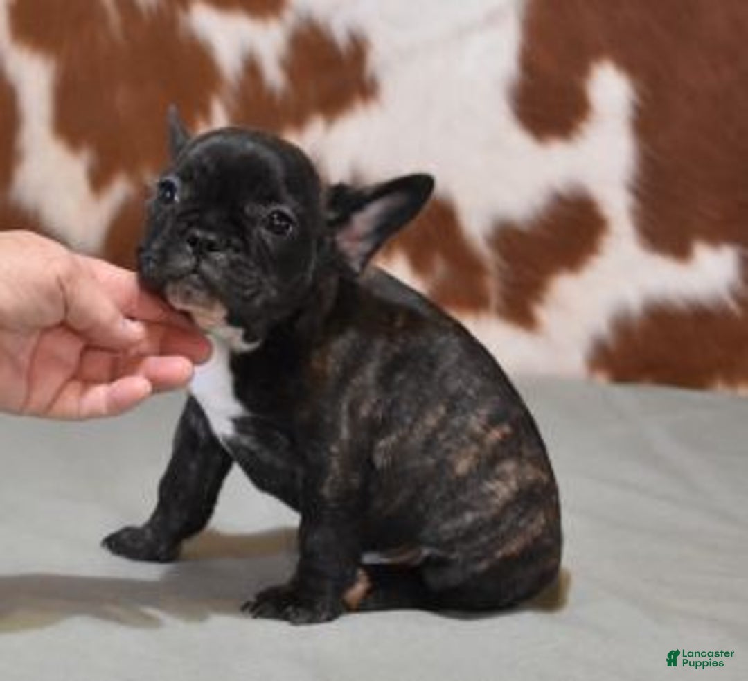 French Bulldog dogs for sale: CHER, BRINDLE, FEMALE - Ad 1