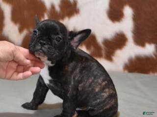 French Bulldog dogs CHER, BRINDLE, FEMALE - Ad 39