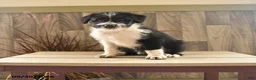 Mixed Breed dogs for sale: Bow Wow Bear - Ad 1