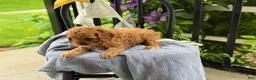 Cavapoo dogs for sale: Judd - Ad 8