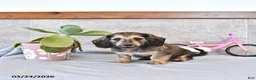 Miniature Dachshund dogs for sale: Brantley - Ad 12