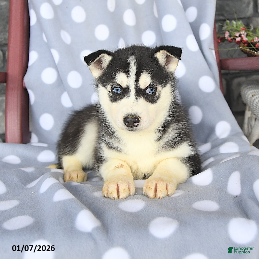 Siberian Husky dogs Cleo - Ad 2