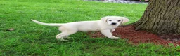 Golden Retriever dogs for sale: Tilly - Ad 3