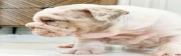 English Bulldog dogs for sale: Dallas - Ad 8