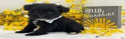 Miniature Schnauzer dogs for sale: Nova Male 3 - Ad 4