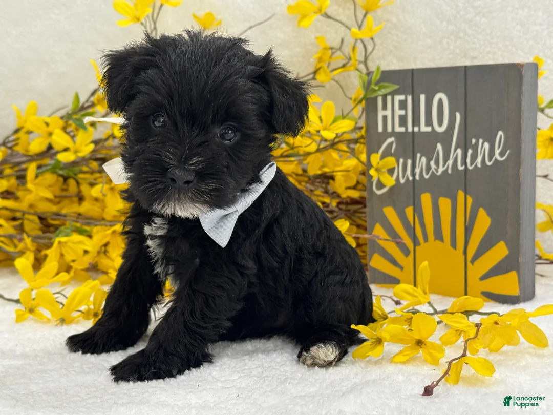 Miniature Schnauzer dogs for sale: Nova Male 3 - Ad 4