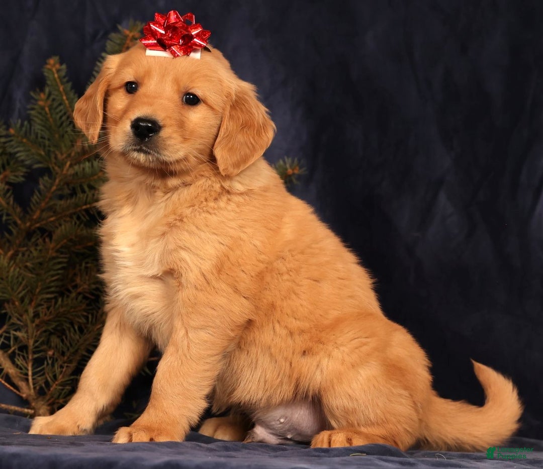 Golden Retriever dogs for sale: Duke - Ad 5