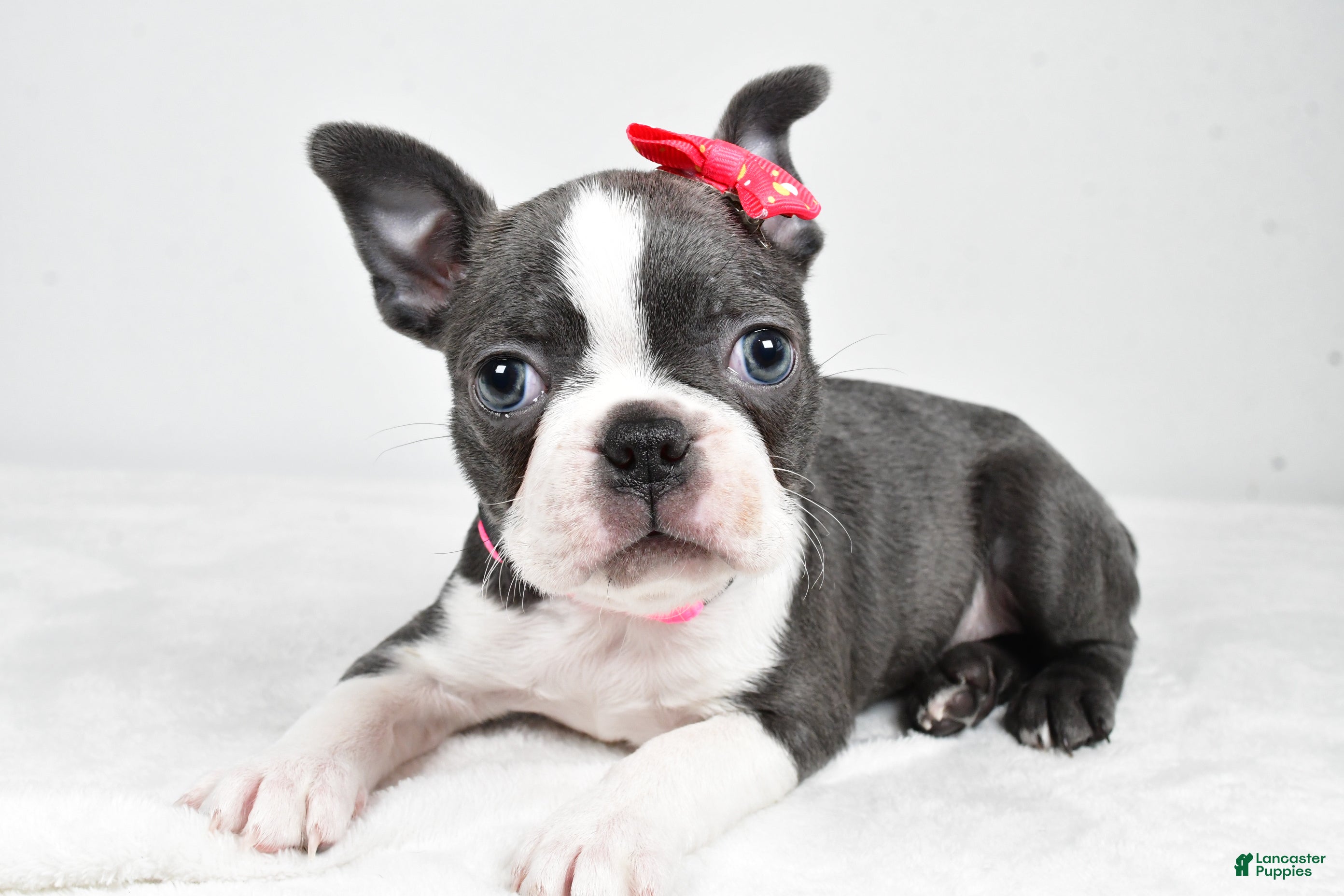 Boston Terrier dogs Hope - Ad 32