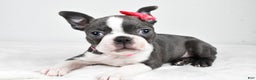 Boston Terrier dogs for sale: Hope - Ad 1