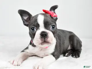 Boston Terrier dogs Hope - Ad 3