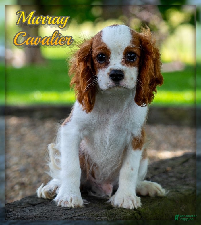 Cavalier King Charles Spaniel dogs for sale: Murray - Ad 2