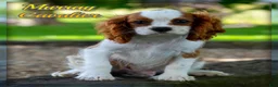 Cavalier King Charles Spaniel dogs for sale: Murray - Ad 1