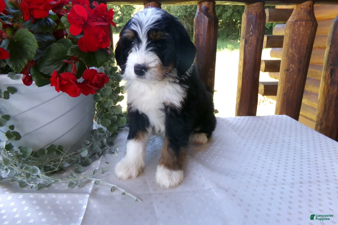 Mini Bernedoodle dogs for sale: Brayden - Ad 1