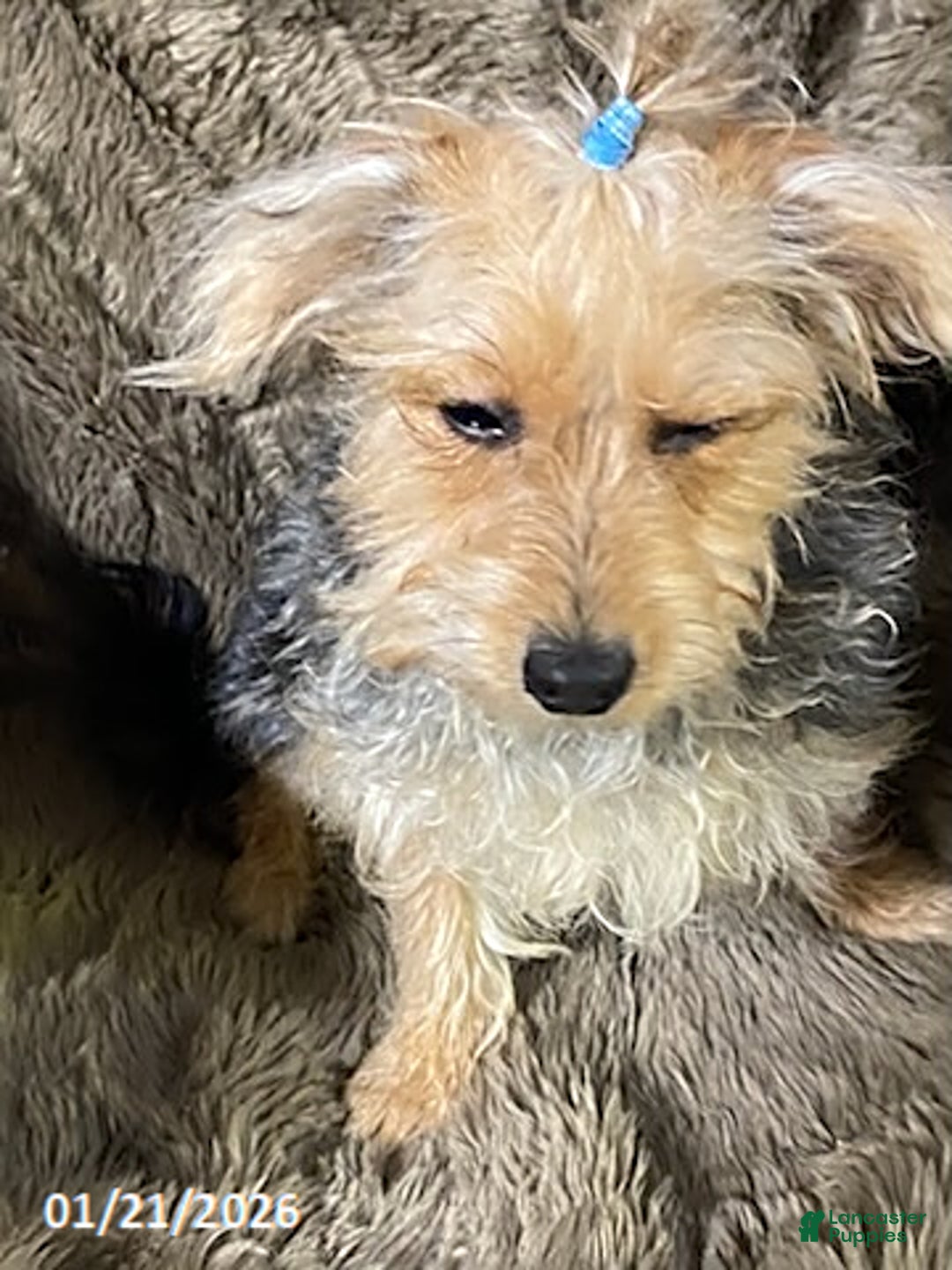 Yochon dogs for sale: Sean - Ad 2