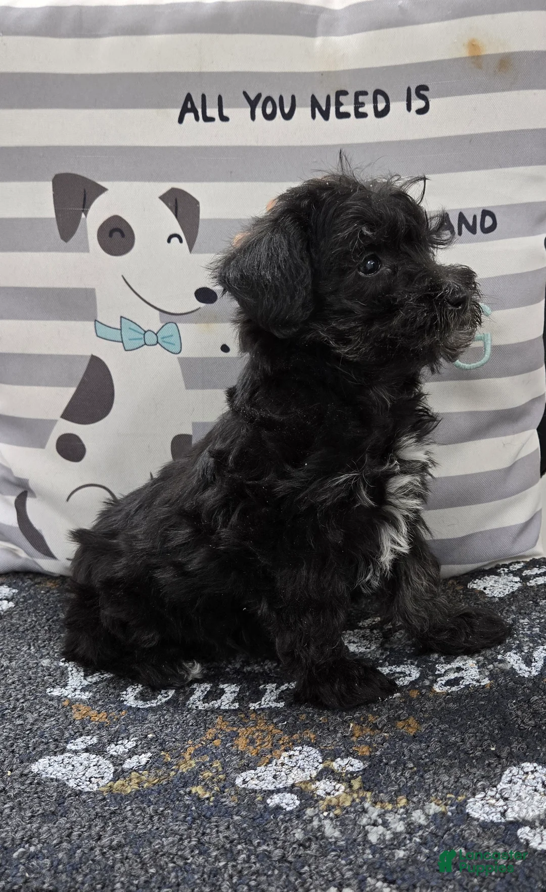 Schnoodle dogs for sale: Daisy - Ad 8