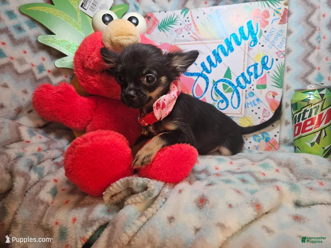 Chihuahua dogs for sale: Faith  (T-Cup) long-hair - Ad 6