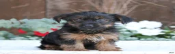 Yorkshire Terrier dogs for sale: Sparky - Ad 5