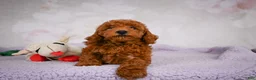 Miniature Poodle dogs for sale: Rocco - Ad 13