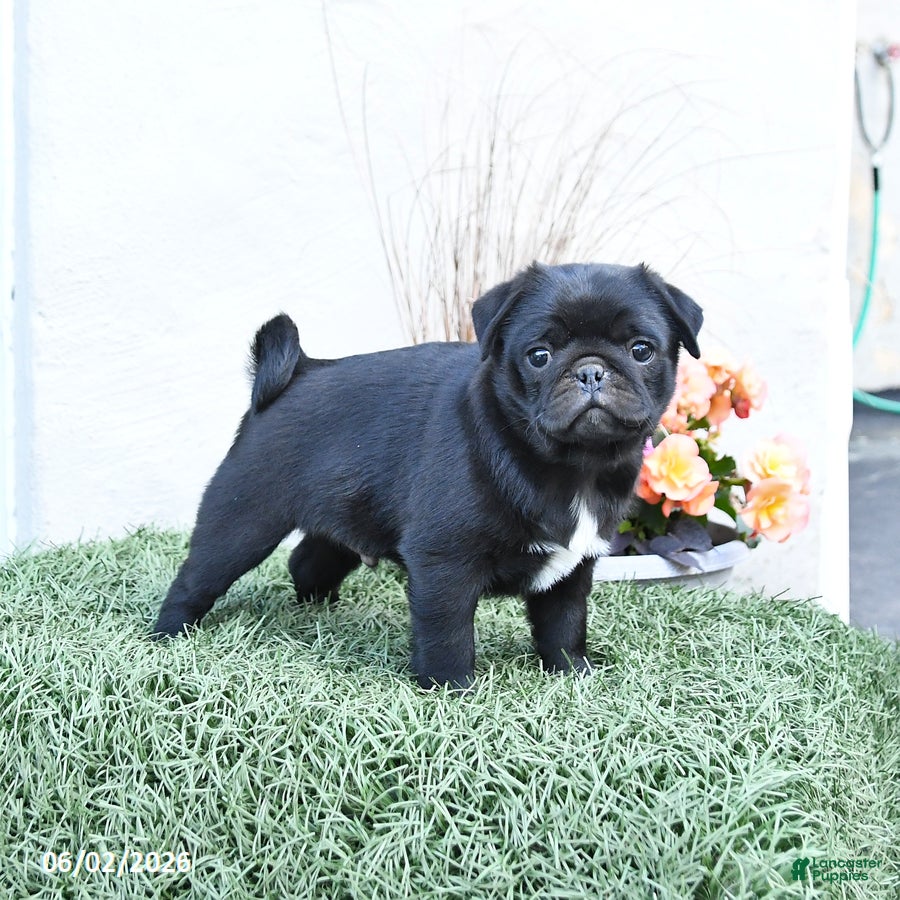 Pug dogs for sale: Pluto - Ad 1