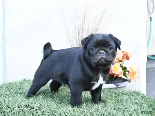 Pug dogs for sale: Pluto - Ad 1