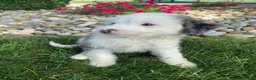 Mini Bernedoodle dogs for sale: Tonya - Ad 11