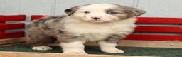 Australian Shepherd dogs for sale: Evie - Ad 3