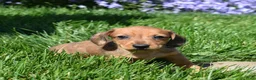 Miniature Dachshund dogs for sale: Slinky - Ad 5