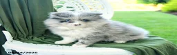Pomeranian dogs for sale: Albert - Ad 3