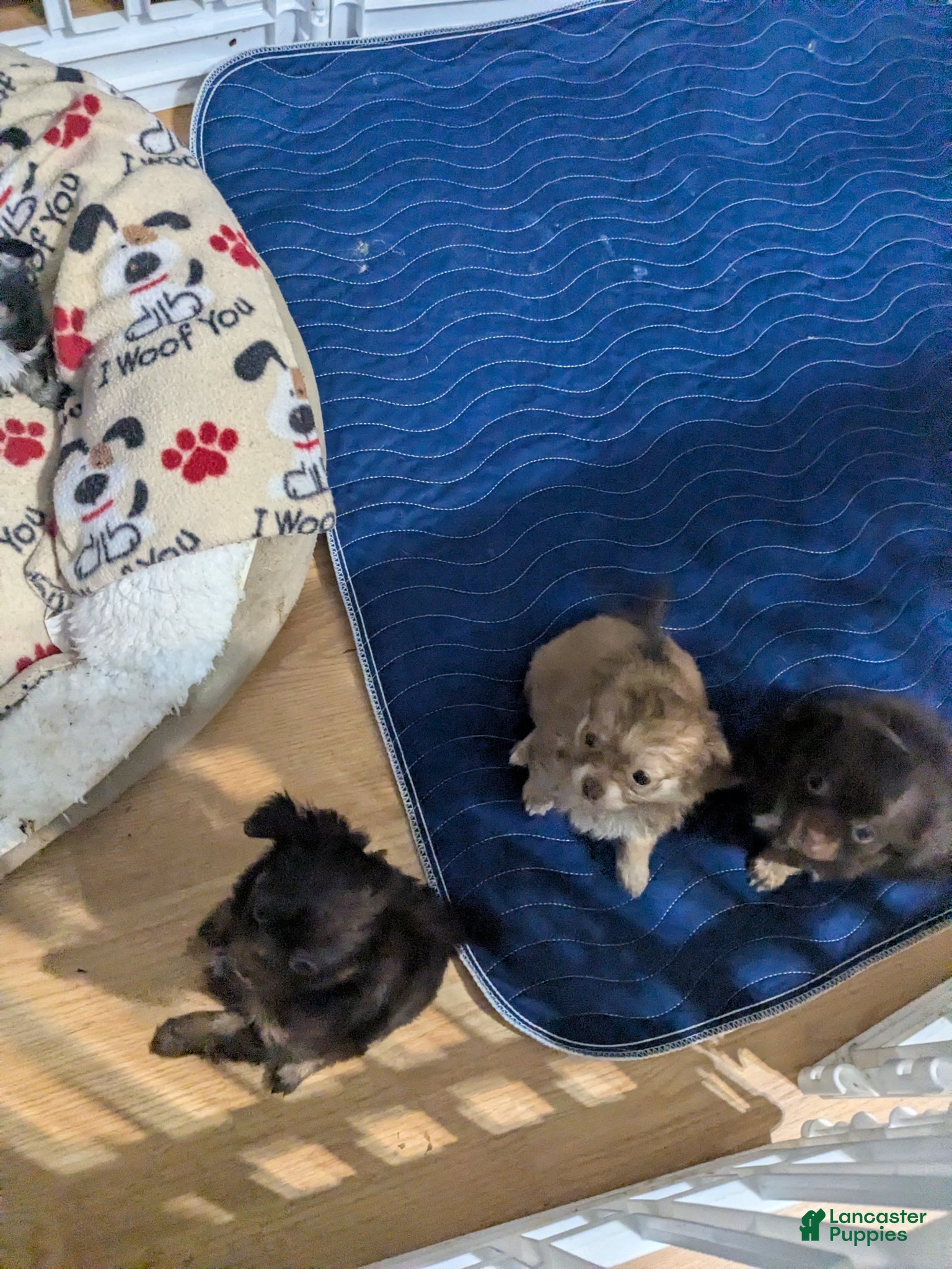 Chihuahua dogs for sale: Chihuahua Puppy 1 (coco- bear) - Ad 8