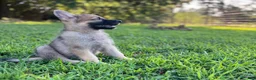German Shepherd dogs for sale: Rocky - Ad 2