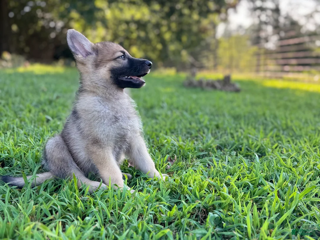 German Shepherd dogs for sale: Rocky - Ad 2