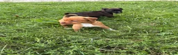 Mixed Breed dogs for sale: Gravy - Ad 4