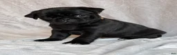 Pug dogs for sale: Hunter - Ad 6
