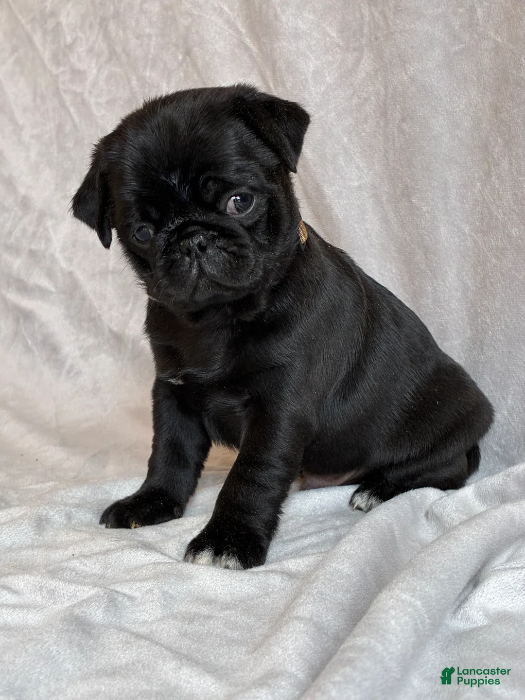 Pug dogs for sale: Hunter - Ad 6