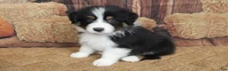 Australian Shepherd dogs for sale: Onyx  - Ad 1
