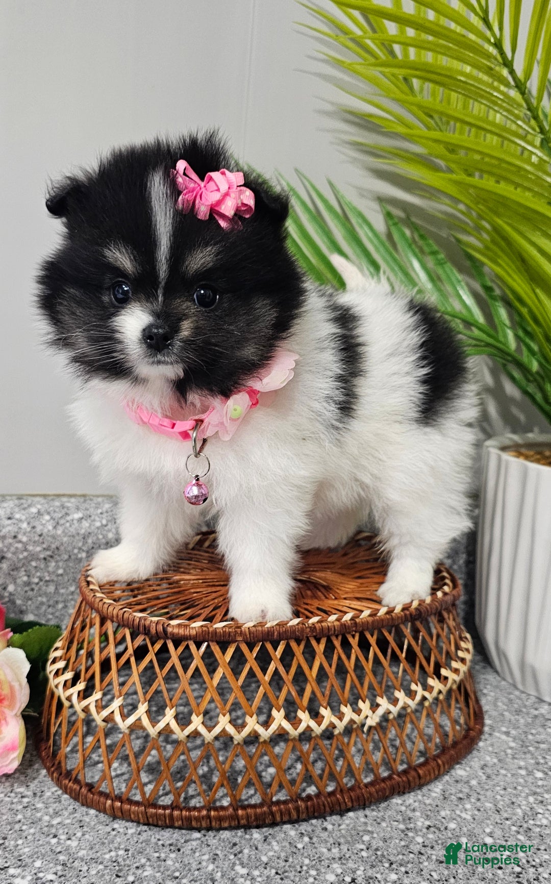 Pomeranian dogs for sale: Roxie  - Ad 2