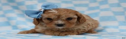Cavapoo dogs for sale: Phil Cavapoo Puppy - Ad 2