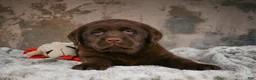 Labrador Retriever dogs for sale: Gunner - Ad 6