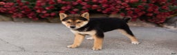 Shiba Inu dogs for sale: Benji  - Ad 5