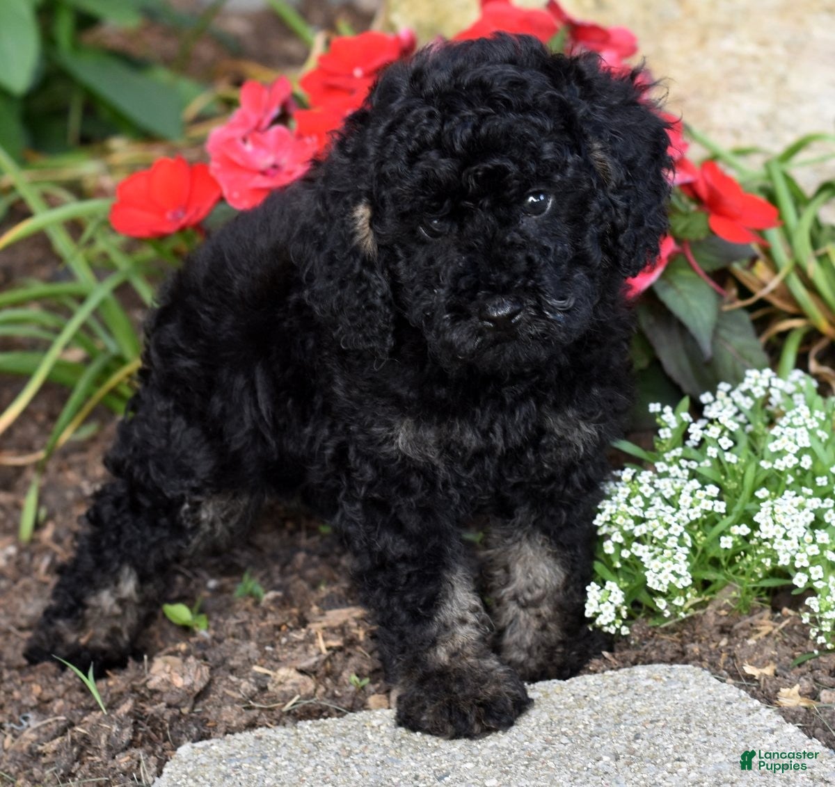 Miniature Poodle dogs for sale: Alex - Ad 6