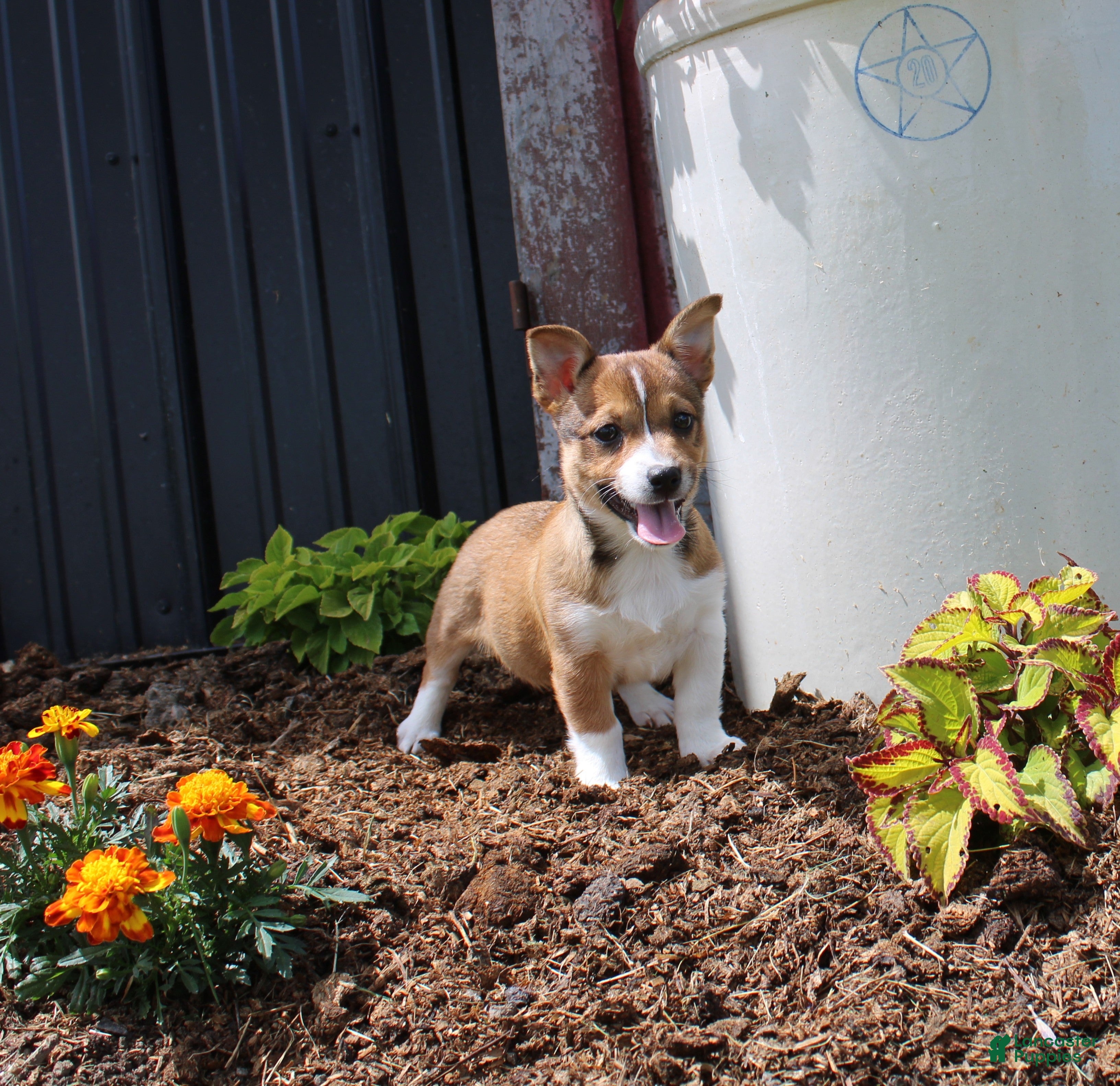 Mixed Breed dogs Sadie - Ad 1