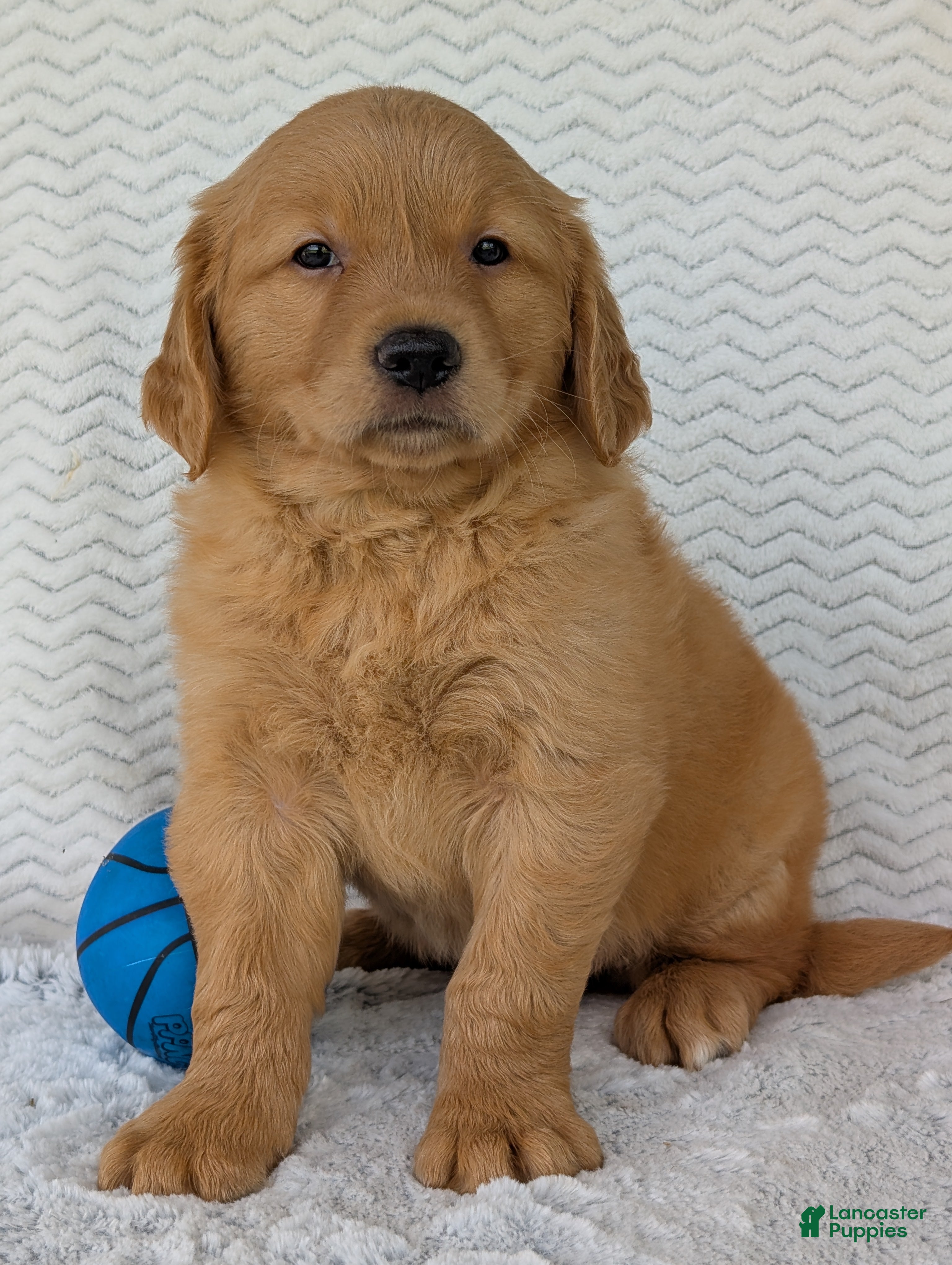 Golden Retriever dogs Hunter  - Ad 2