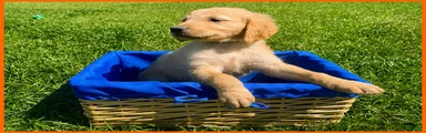 Golden Retriever Puppy 2