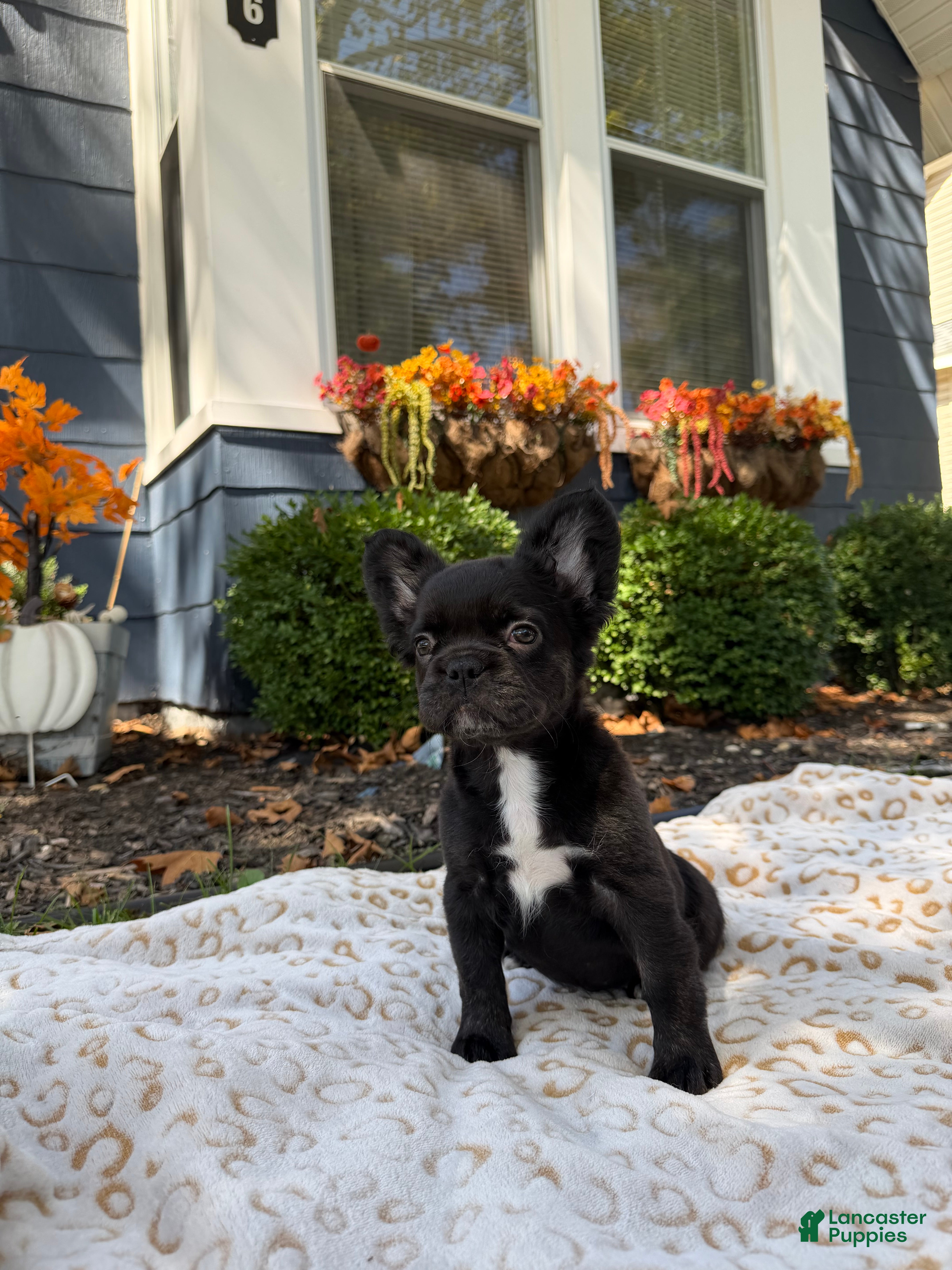 French Bulldog dogs Prada - Ad 7